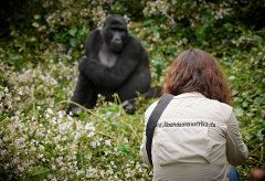 Photos schießen von Berggorillas in Uganda