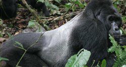 Mountain gorilla in Uganda