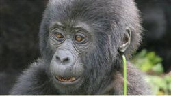 Schimpansen in Uganda
