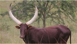 Ankole-Rind in Uganda Ankole-Rind in Uganda