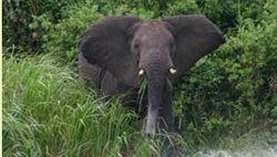 Elephant in Uganda