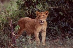 Löwen-Safaris mit Atlas Safaris Uganda