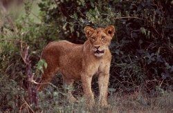 Lion safaris with Atlas Safaris Uganda