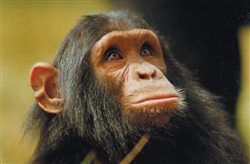Schimpansen-Trekking Uganda
