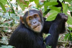 Schimpanse in Uganda