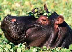 Hippos in Uganda