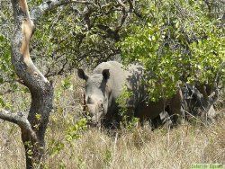 Rhinos in Uganda