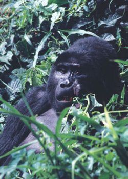 Berggorillas in Uganda