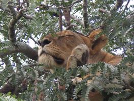 Löwen-Safaris mit Thürmer Reisen