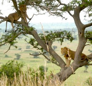 Baumkletternde Löwen in Uganda
