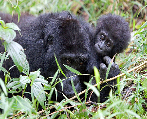 Mountain Gorillas