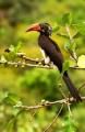Lake-Mburo national park