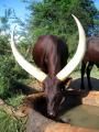 Lake-Mburo national park
