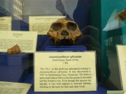 Australopithekus aricanus in the National Museum in Kampala, Uganda