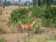 Antelopes in Queen Elizabeth National Park