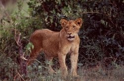 Löwen-Safaris mit Atlas Safaris Uganda
