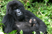 Mountain gorillas: mother with baby