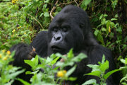 Mountain gorilla in Uganda