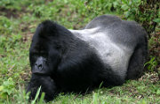 Mountain gorilla silverback