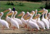 Maranatha Tours and Travel Uganda: Vogelbeobachtung
