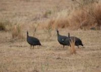 Maranatha Tours and Travel Uganda: Vogelbeobachtung