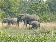 Elephants in Murchison Falls National Park