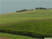 Tea plantation in Uganda