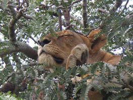 Löwen-Safaris mit Thürmer Reisen