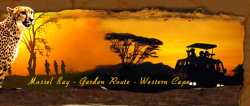 Cheetah Safaris