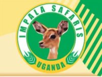 Impala Safaris