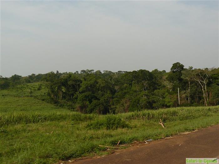 Mabira Forest – Image 2
