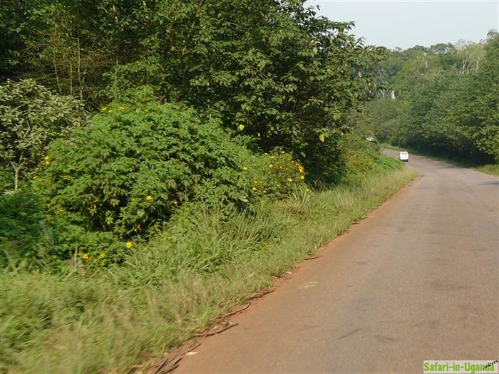 Mabira Forest – Image 3