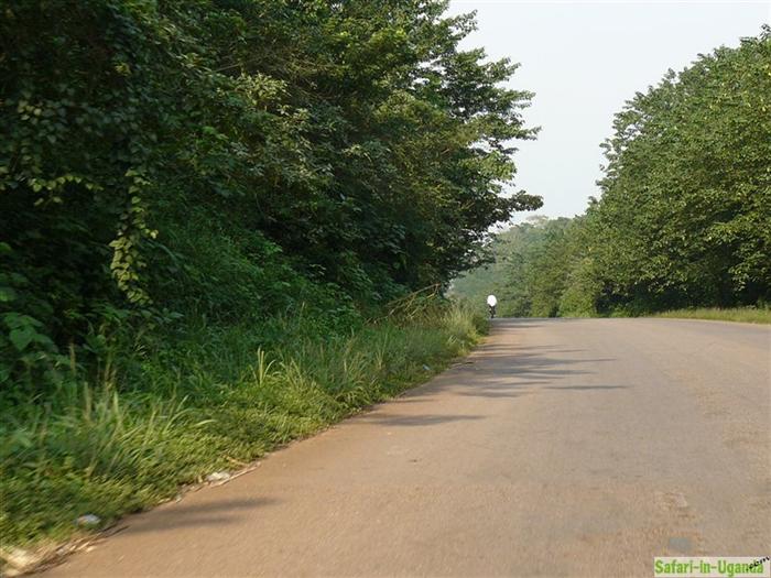 Mabira Forest – Image 4