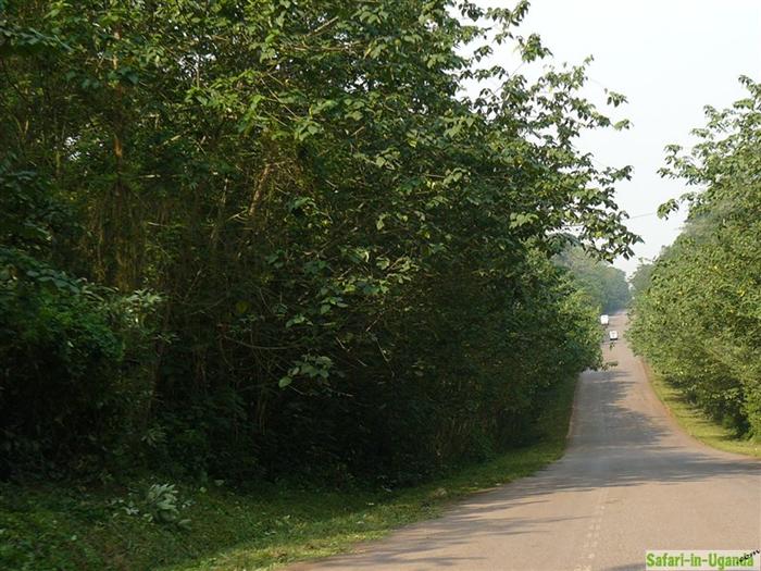 Mabira Forest – Image 5