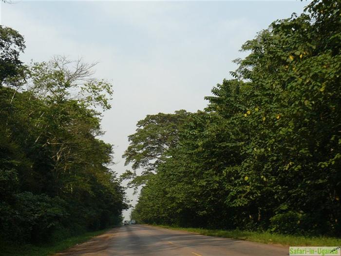 Mabira Forest – Image 6