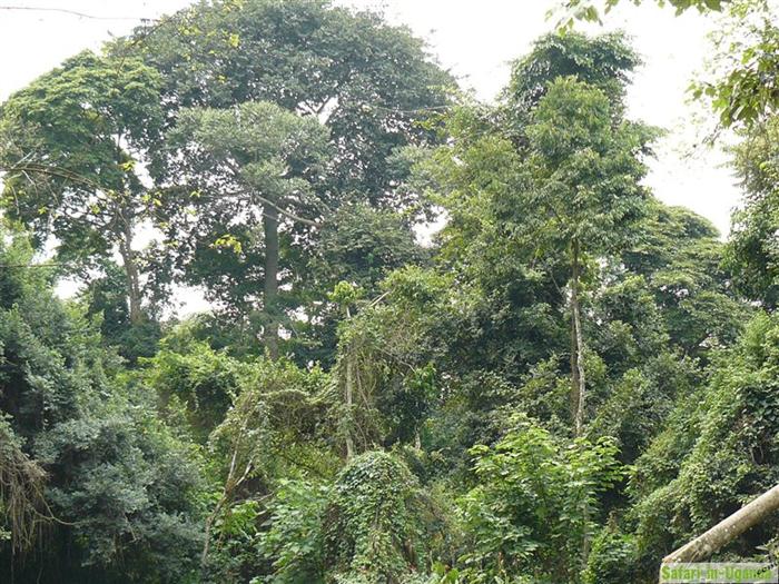 Mabira Forest – Image 8