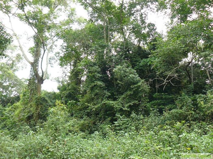 Mabira Forest – Image 9