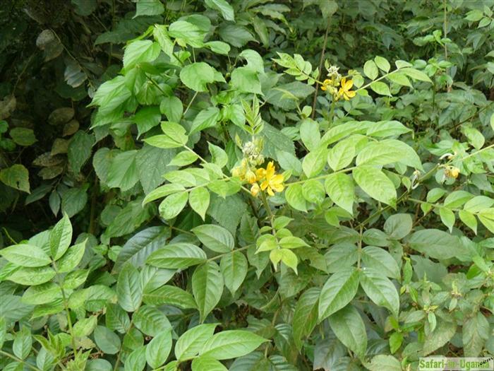 Mabira Forest – Image 10