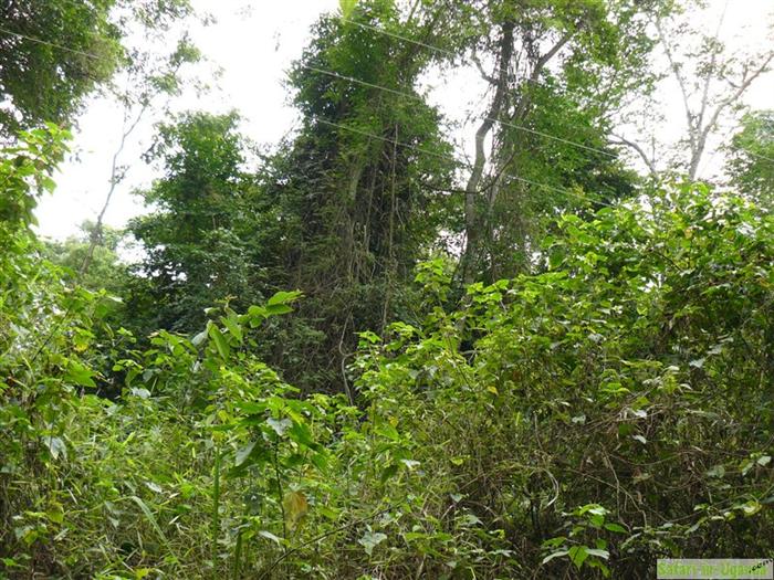 Mabira Forest – Image 11