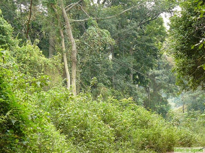 Mabira Forest – Image 12