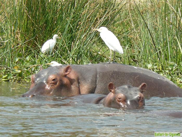 Murchison-Falls-Nationalpark – Bild 7