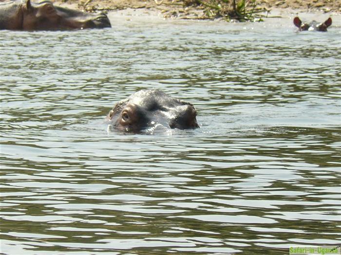 Murchison-Falls-Nationalpark – Bild 23