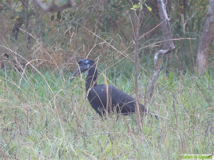 Murchison-Falls-Nationalpark – Bild 38