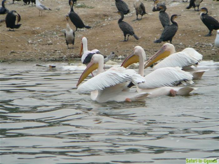 Queen Elizabeth National Park – Image 1