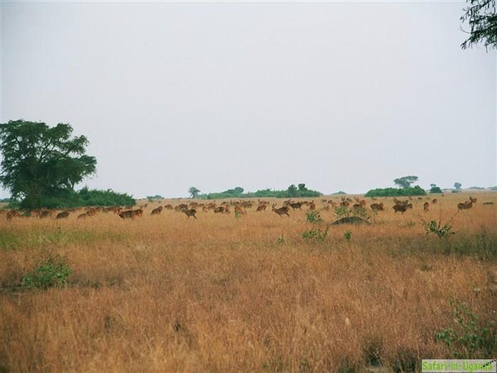 Queen Elizabeth National Park – Image 2