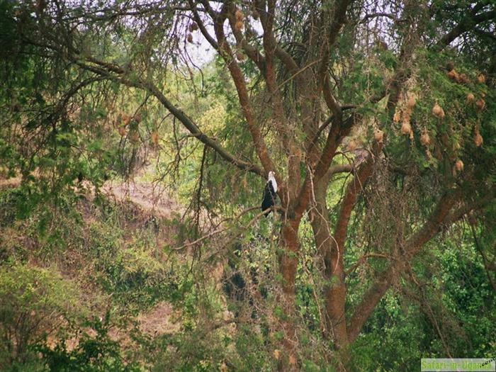 Queen Elizabeth National Park – Image 5