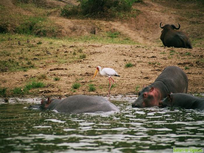 Queen Elizabeth National Park – Image 6