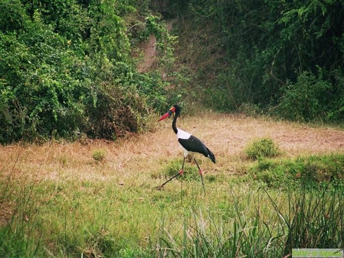 Queen Elizabeth National Park – Image 7