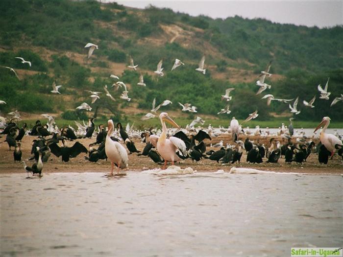 Queen Elizabeth National Park – Image 8