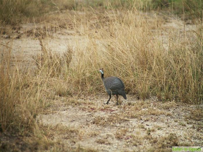Queen Elizabeth National Park – Image 9